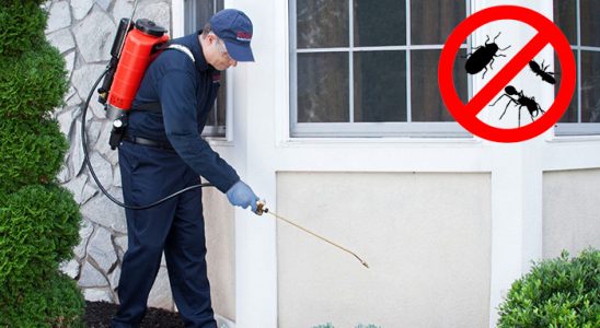 Hopa Uçan Haşere İlaçlama böcek ilaçlama ve haşere kontrolü — ilaclama-tr.com